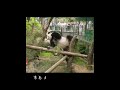 パンダ界で一度、芸自慢の大会を開いたら、あなたの心の中のダンスキングは誰だと思う？ #忘れてはいけない #animals