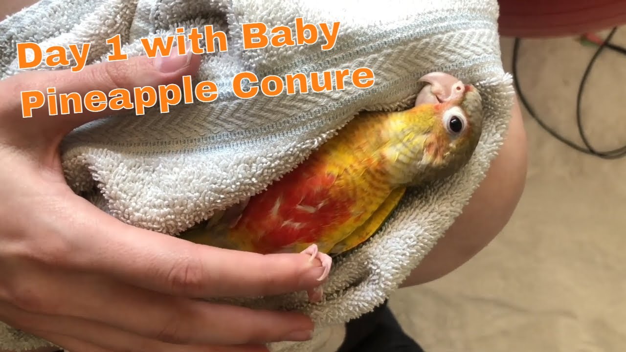 First Day Home with Baby Pineapple Conure YouTube