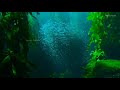 Beautiful Deep Ocean Time Lapse HD video | Free download in description