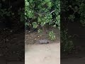 Snake vs Mongoose #shorts #short #shortvideo