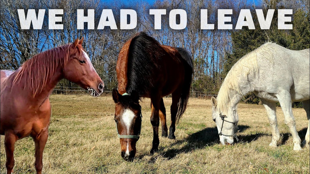 Эта операция по вывозу сданной лошади пошла совсем не так...