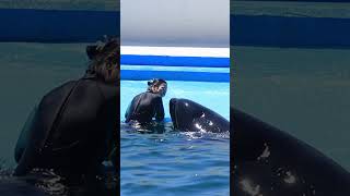 超ラブ♥ラブ♥ラビーと匠 #Shorts #鴨川シーワールド #シャチ #Kamogawaseaworld #Orca #Killerwhale