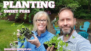 🌿 Planting Sweet Peas - QG Day 64 🌿