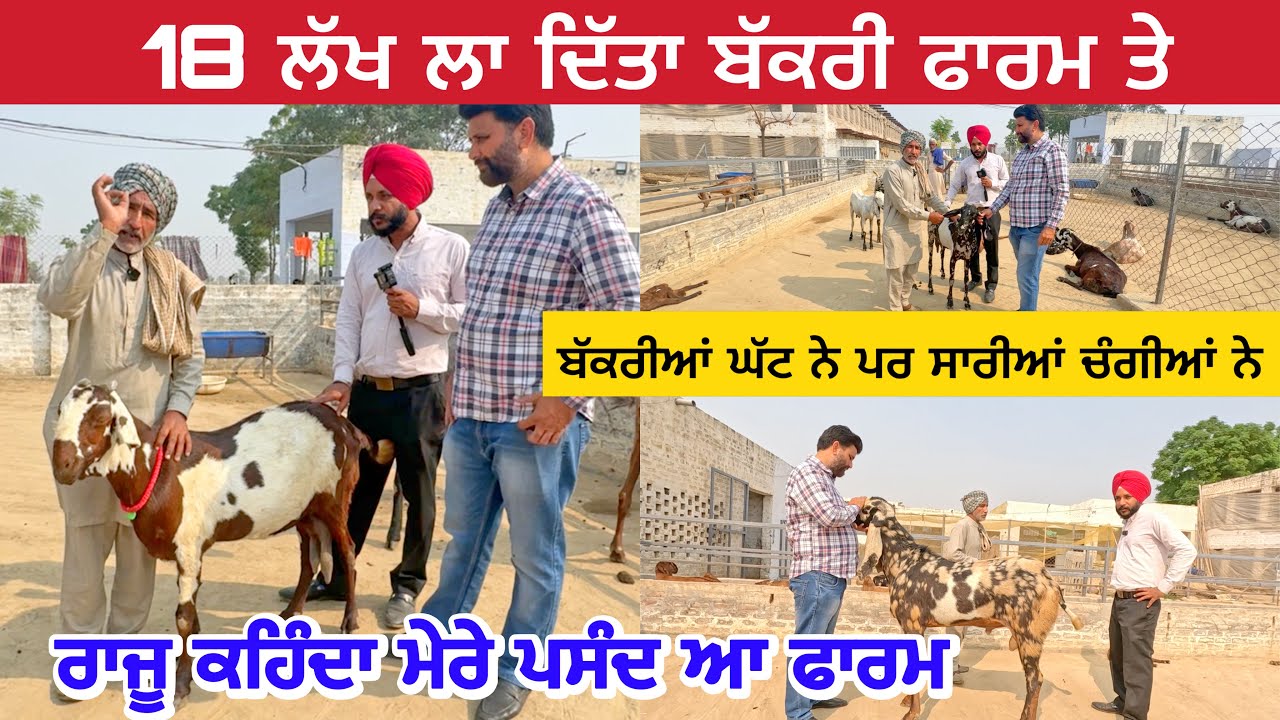 18 ਲੱਖ ਲਾ ਦਿੱਤਾ ਬੱਕਰੀ ਫਾਰਮ ਤੇ ਬੱਕਰੀਆਂ ਘੱਟ ਨੇ ਪਰ ਸਾਰੀਆਂ ਚੰਗੀਆਂ ਨੇ | Amarjeet Goat Farm mansa #goats