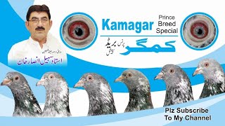 Antique And Amazing Breeder Birds of Ustad Sohail Ansar Khan