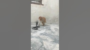 Monkey Attack Cobra viral video 🤨🧐 #snake #monkey #shorts