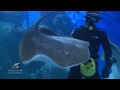 Шоу-кормление скатов водолазами, приморский океанариум/Show-feeding stingrays divers
