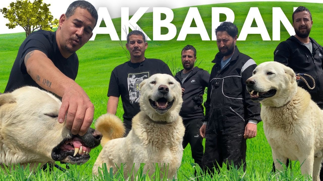 AK BEAR ( AKBARAN ) Akbaş Shepherd Dog #akbaş #животные #коза #собака #кангал #документальный фильм
