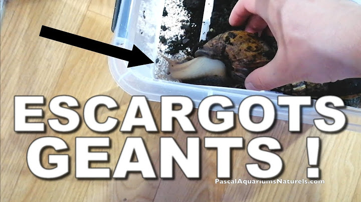 Tuto Escargots GEANTS pas cher ! Achatina (escargots géants africain ) - Pascal Aquariums Naturels