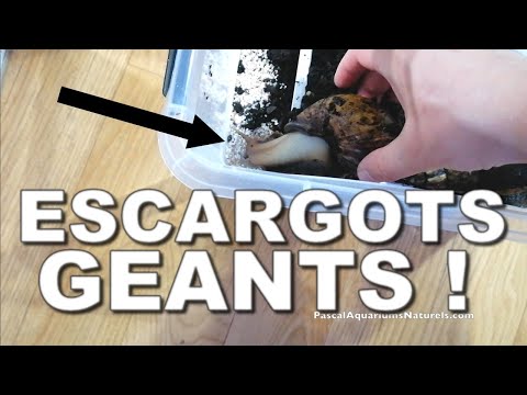 Vidéo: Comment Garder L'escargot Géant Achatina