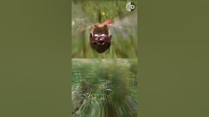 The Most Accurate Hunter: Dragonfly