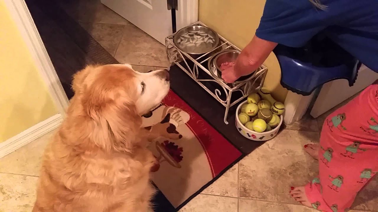 Golden Retrievers, waiting to eat their breakfast. YouTube