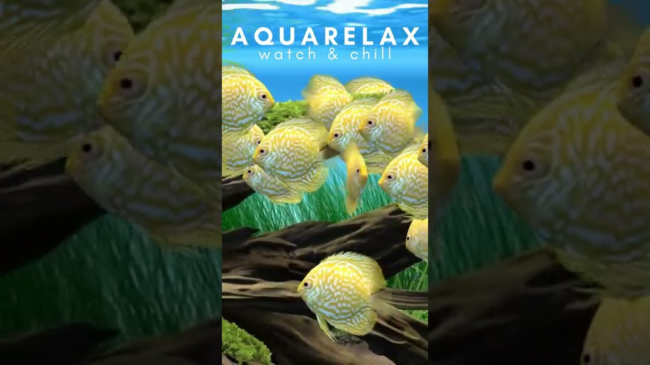 Soothing Fish Tank Screensaver Sleep Easy with This Lovely Yellow