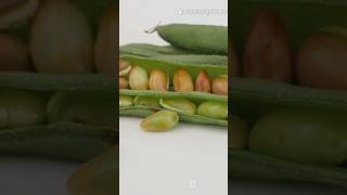 Common Bean Yield Boosted by Tree Lopping &amp; Organic Manure in Morus-Based Agroforestry System