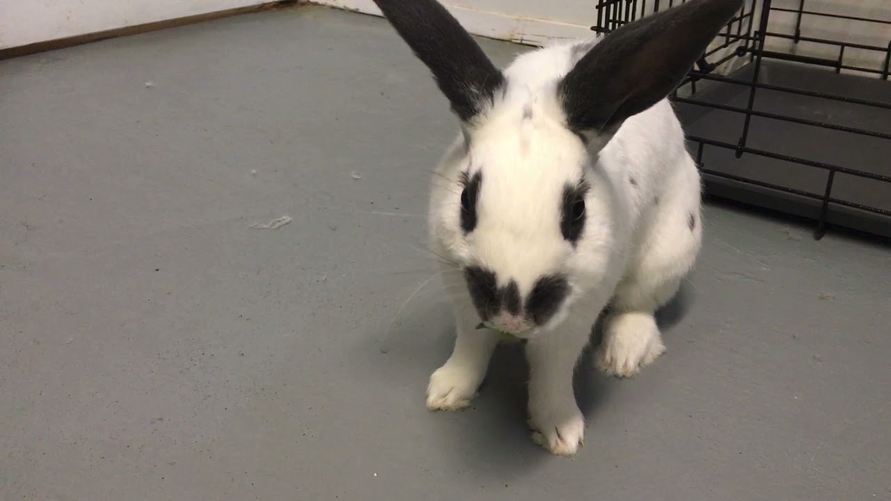 Follow me to the backyard and harvest some kales to feed Fishleg