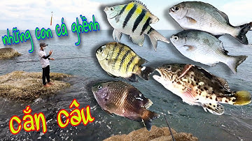 câu cá ghềnh biển, 1 bữa trúng mánh
