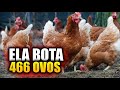 ELA BOTA 466 OVOS, A MELHOR GALINHA POEDEIRA DO BRASIL