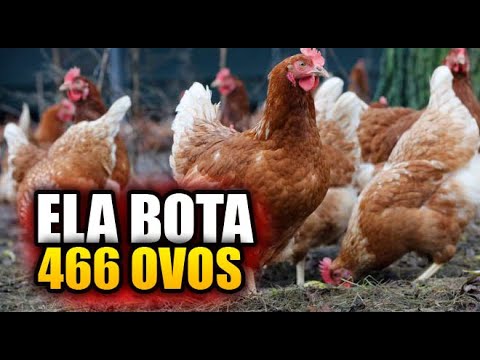 Vídeo: Galinhas: As melhores raças de galinha para postura de ovos no quintal