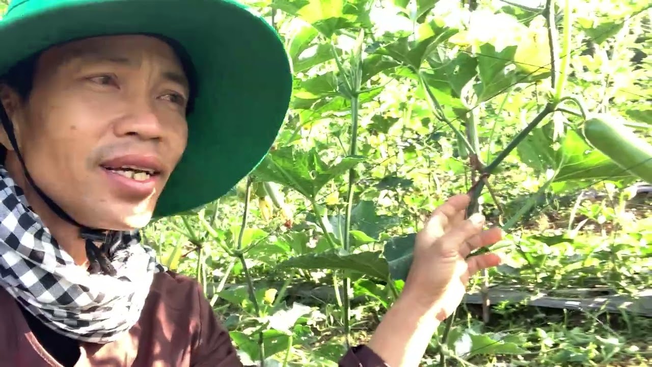 Can xibo cần phun giai đoạn nào cho bí và bón phân gì cho bí khi đang nuôi trái