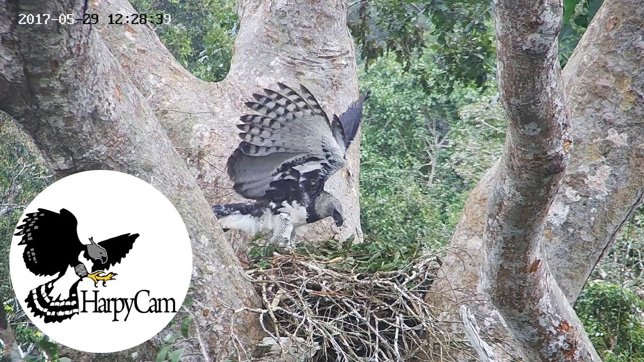 Rare Harpy Eagles Found Nesting With Chick, 4K