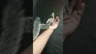 My two Squirrel Cocoa and javy is very cute | Funny Pet Animal video | 2023