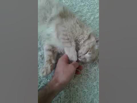 Спить кот не хочет просипатся - YouTube