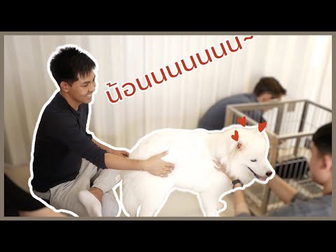 Siwapat EP 4 - อยากได้จัง "น้องหมา" ซามอยด์