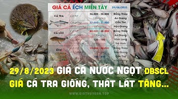 ⚡ Giá Cá Ếch Lươn 29/8/2023 #ĐBSCL ↗️ Giá Cá Tra giống, Cá Thát Lát #TĂNG nhẹ...