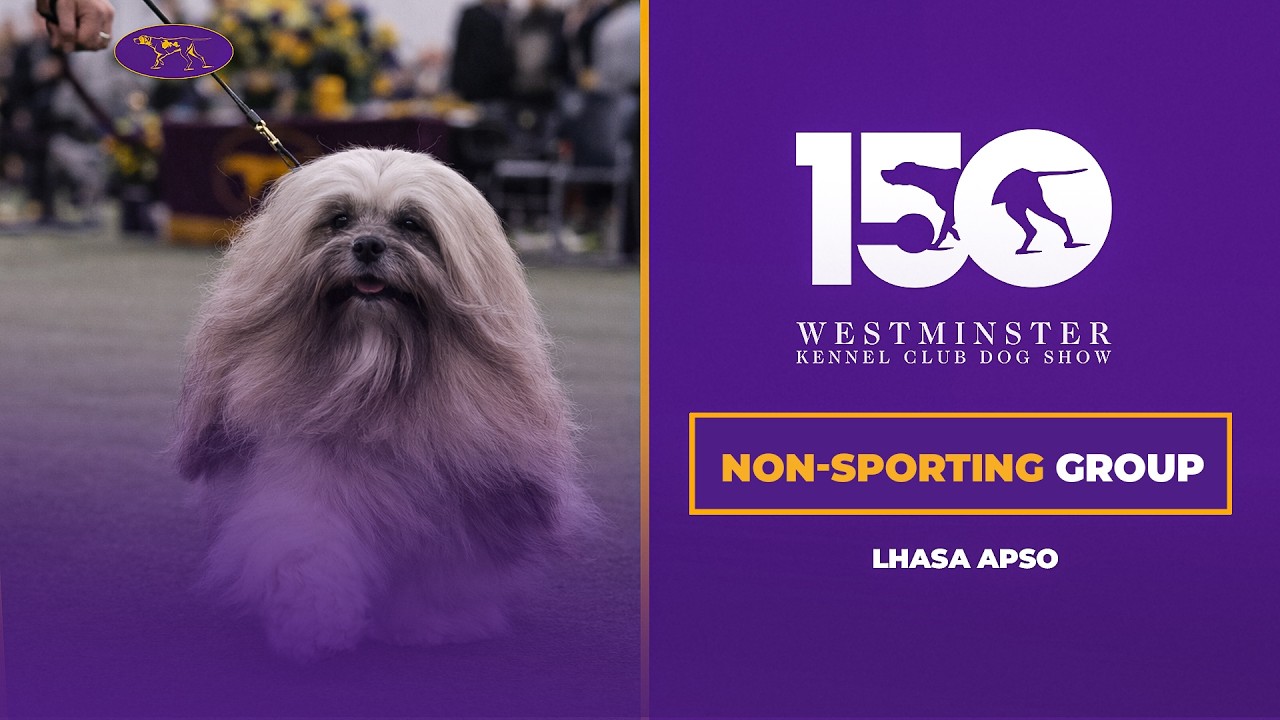 Lhasa Apsos | Breed Judging 2026