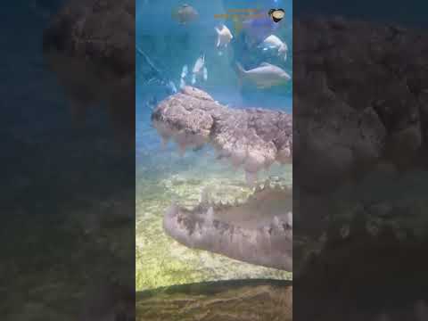 جانب من  جولتي في حديقة الحيوانات المائية في دبي اكواريوم  Dubai Aquarium & Underwater Zoo