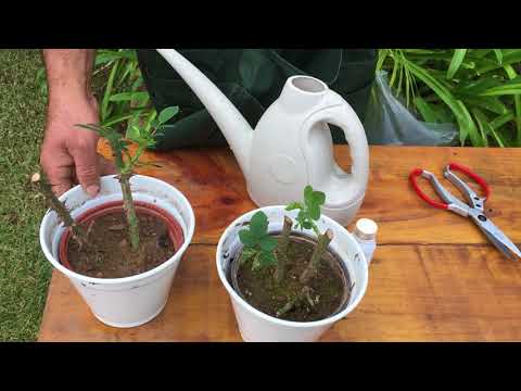 Vídeo: Como estacar uma planta de gladíolo: dicas para usar estacas de planta de gladíolo