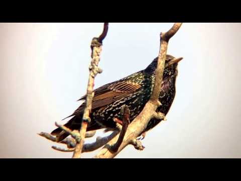 Birding with Meade 5000 80mm APO Triplet, Pentax 6.5-19.5 zoom, Phoneskope attachment and iPhone 6.