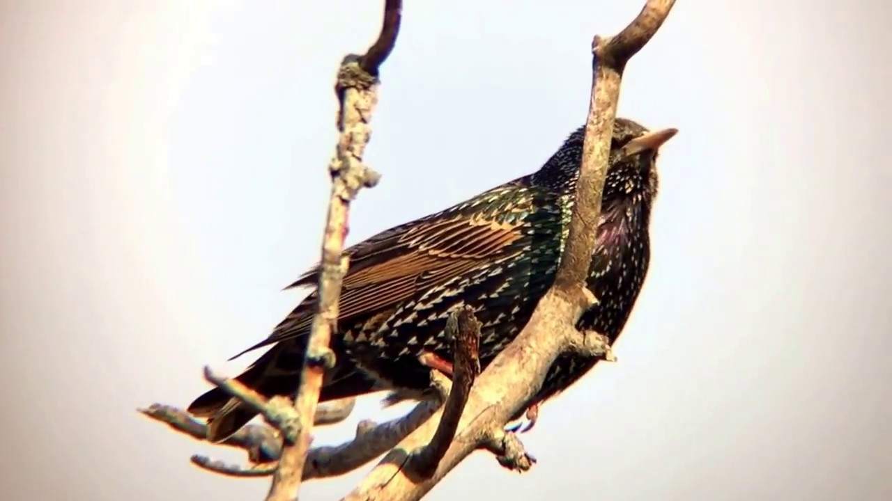 Birding with Meade 5000 80mm APO Triplet, Pentax 6.5-19.5 zoom, Phoneskope attachment and iPhone 6.