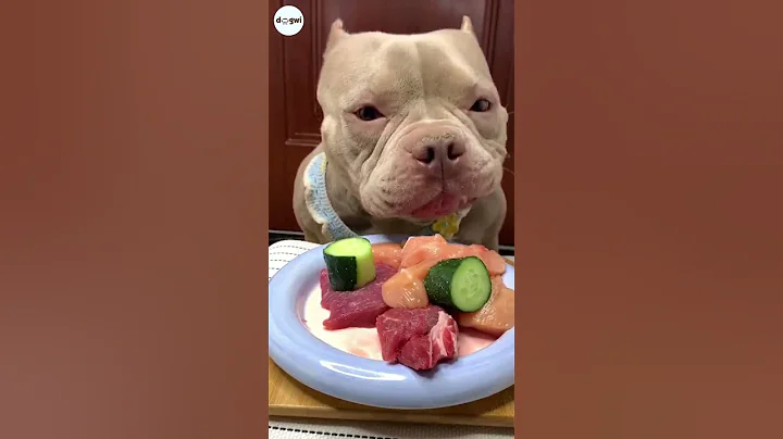DOG BULLY EATING RAW FOODS | Eating Sound #dogs #puppy #mukbang #shorts