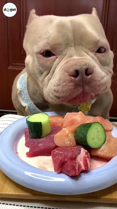 DOG BULLY EATING RAW FOODS | Eating Sound #dogs #puppy #mukbang #shorts