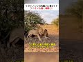 イボイノシシの大胆さに驚き！？ ライオンも退く勇敢さ！ #イボイノシシ #野生動物 #ライオン #勇敢な動物 #自然観察