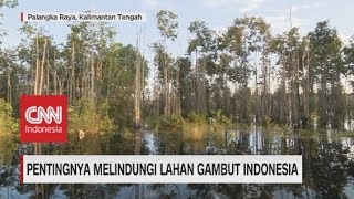 Gambut, Warisan Berharga Indonesia