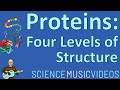 Amino Acids and Protein Structure Explained