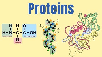 Proteins: Amino Acids, Polypeptides, and the Four Levels of Protein Structure