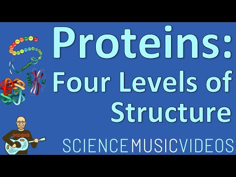Proteins: Amino Acids, Polypeptides, and the Four Levels of Protein Structure