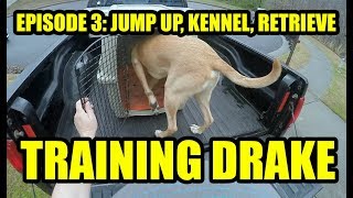 Training Drake Eps 3 Jump into the truck bed &amp; into the kennel