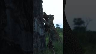 Male Leopard (Redhawk) Hoists Impala Carcass Up A Tree!