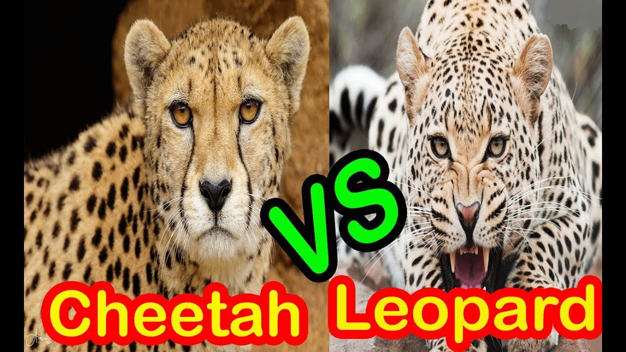 Cheetah Vs Leopard
