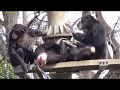 Mar 2019 Tama zoo chimps #4