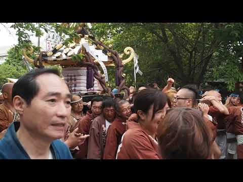 令和元年　三社祭　町内神輿連合渡御　宮入り　西６番　浅草千和　2019.5.18 Asakusa Sanja-Matsuri Mikoshi