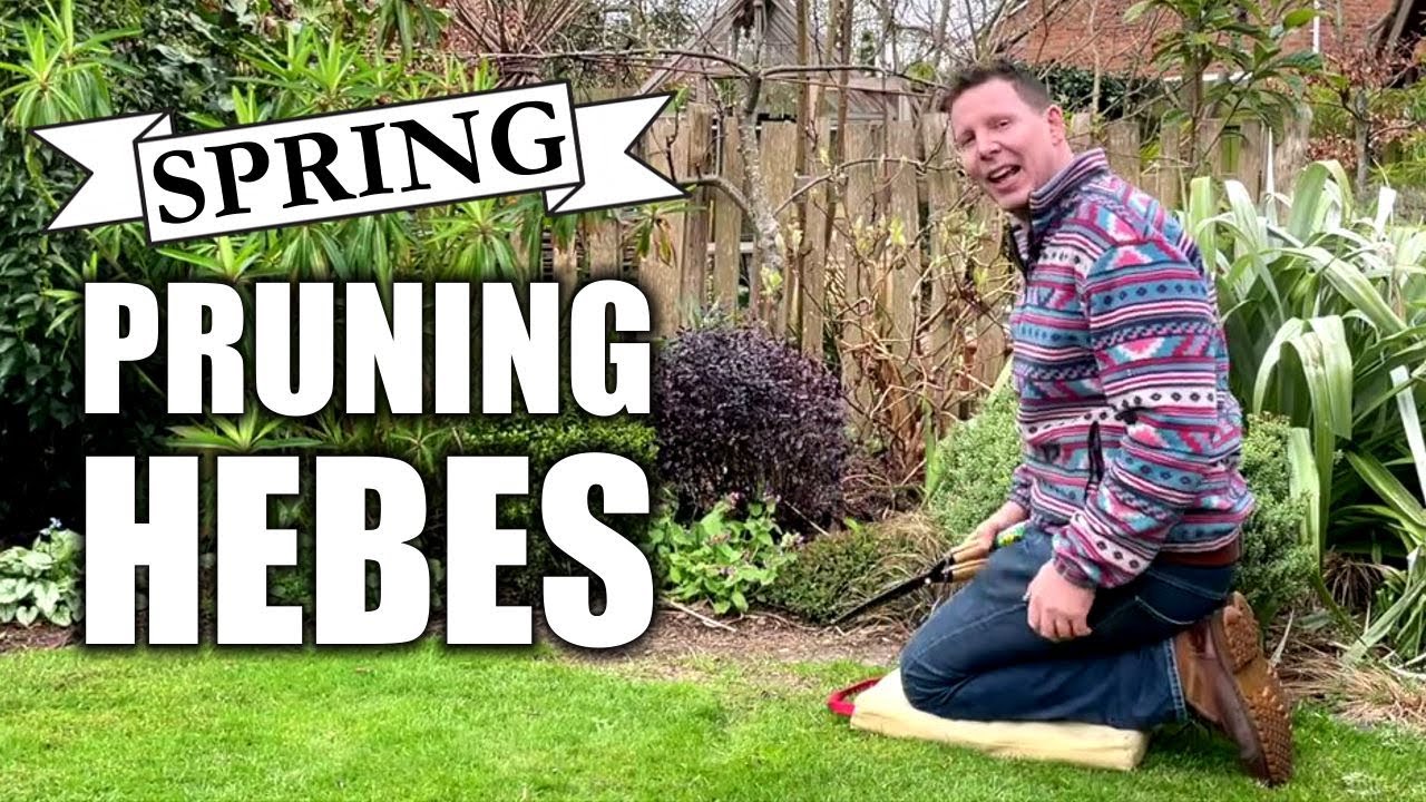 Spring Pruning Hebes YouTube