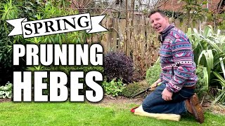 Spring Pruning Hebes