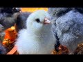 Cijepljenje pilića 🐣