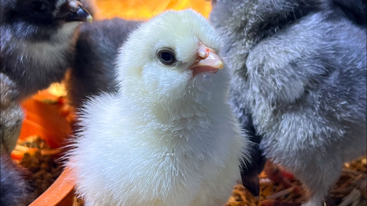 Cijepljenje pilića 🐣