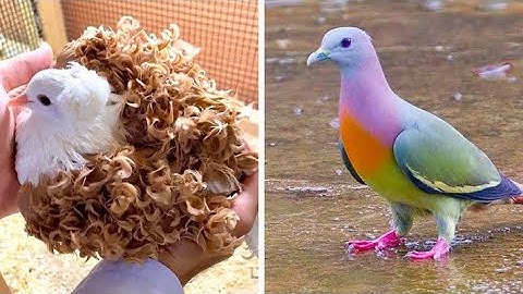 12 Most Beautiful Pigeons In The World 🕊️ | Top 10 Most Beautiful Fancy Pigeon Breeds In India |
